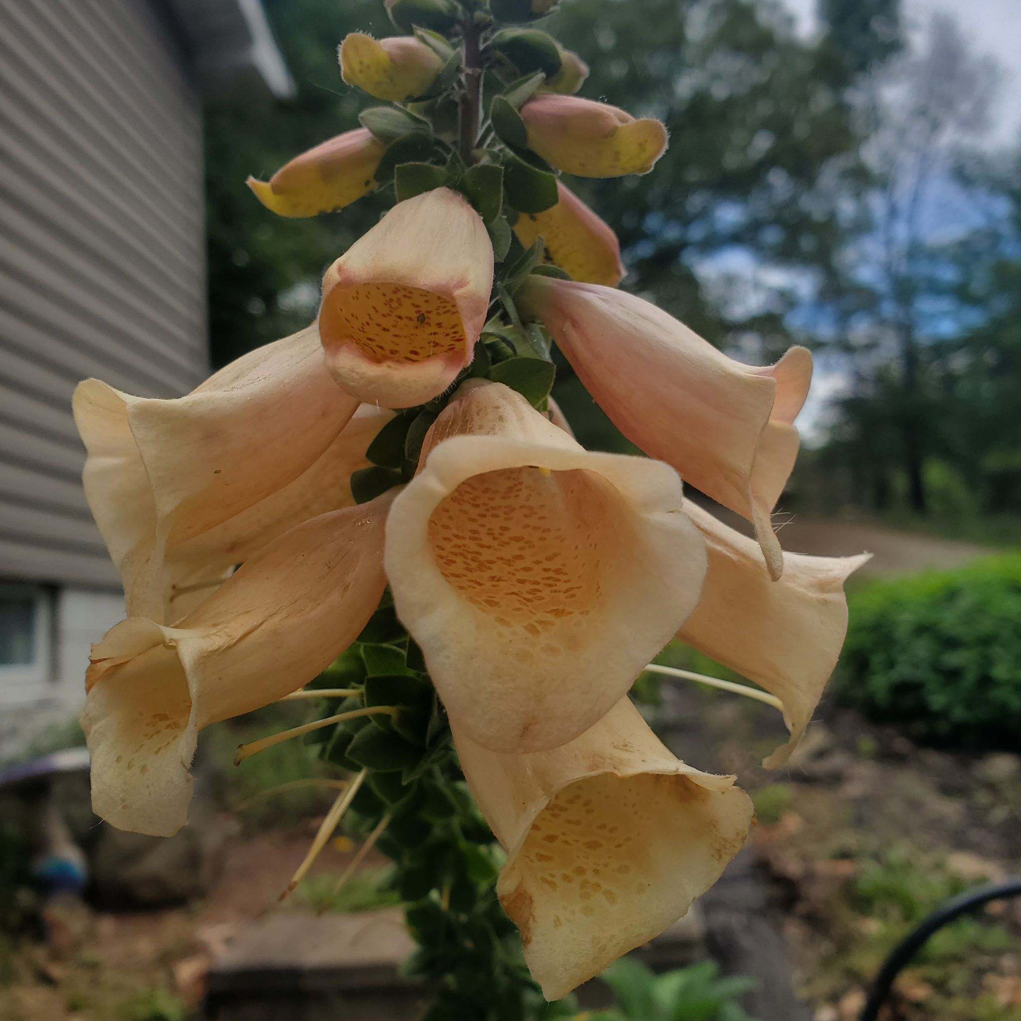 Photo of the plant species Dalmatian Peach Foxglove by @ITalk2Plants named Foxglove Dalmatian peach on Greg, the plant care app