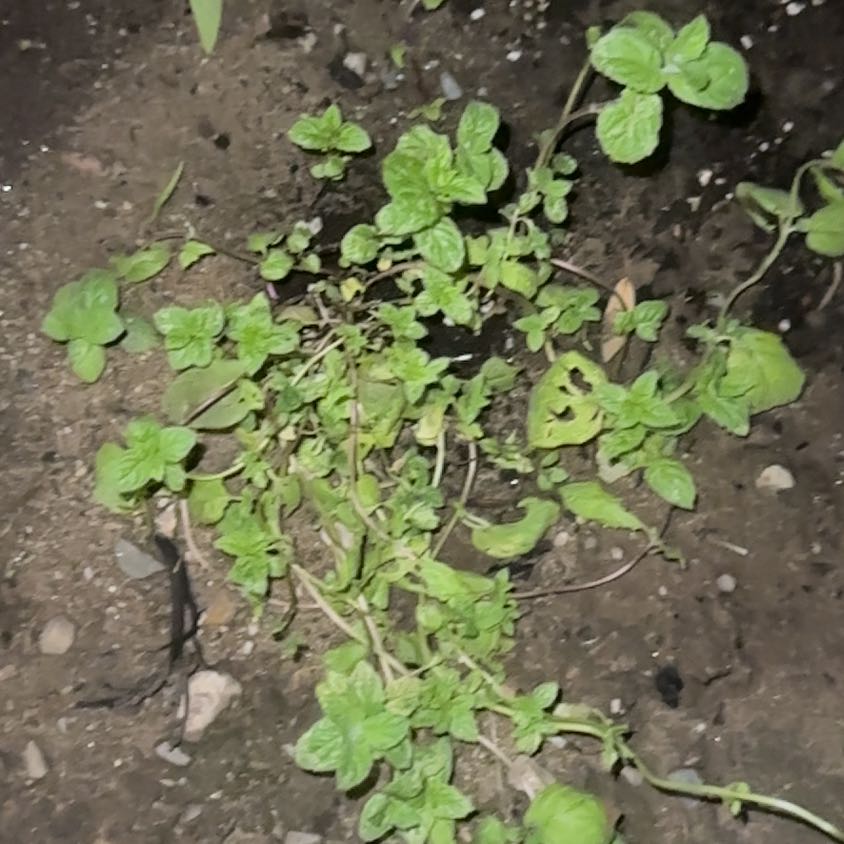 Photo of the plant species Peppermint by @BeamingPlanty48 named Muhammad Ali on Greg, the plant care app