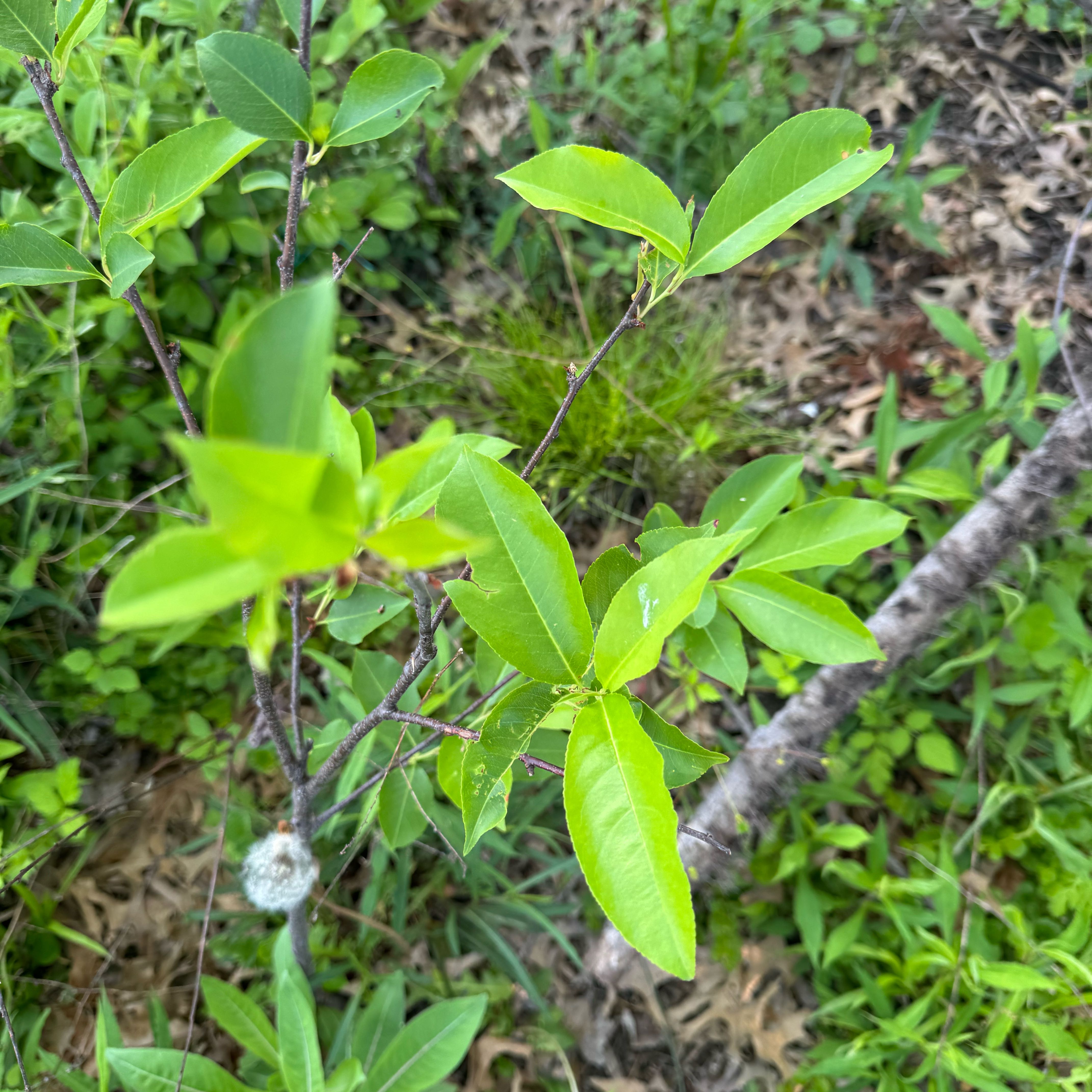 Photo of the plant species Black Chokecherry by @RadBanana20 named Morgan Treeman on Greg, the plant care app