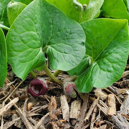 Photo of the plant species Hartweg's Wild Ginger by @RadBanana20 named Tupot amaroot on Greg, the plant care app