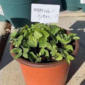 Photo of the plant species Purple Morning Glory by @ToughPuriri35 named Leaf Erickson on Greg, the plant care app