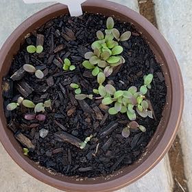 Photo of the plant species Bachelor Button by @ToughPuriri35 named Hemingway on Greg, the plant care app