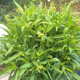 Photo of the plant species Strawflower by @JollyBokchoi36 named McKinley on Greg, the plant care app