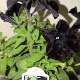 Photo of the plant species Petunia by @GracedBulrush10 named McKinley on Greg, the plant care app