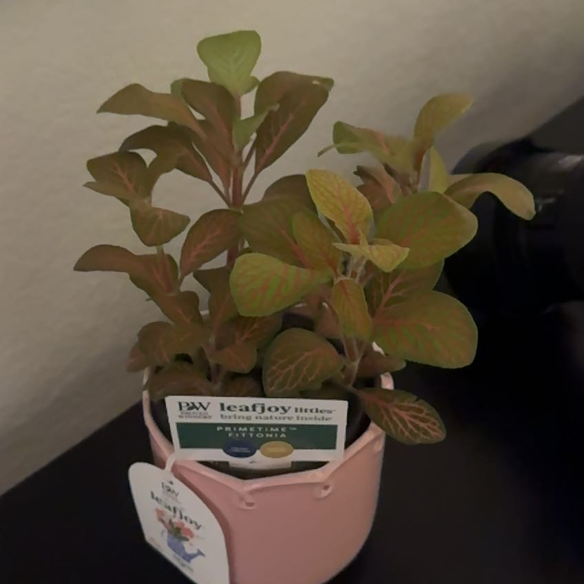 Photo of the plant species Nerve Plant by @WinNapaea45 named Figyonce on Greg, the plant care app