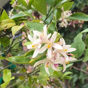 Photo of the plant species Mock Orange by @BrawnyPersia85 named Rosa on Greg, the plant care app