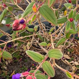 Photo of the plant species Pleroma urvilleanum by @BrawnyPersia85 named ChloroPhil on Greg, the plant care app