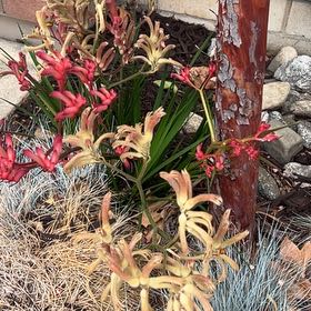 Photo of the plant species Red Spider Lily by @BrawnyPersia85 named Orlando Bloom on Greg, the plant care app