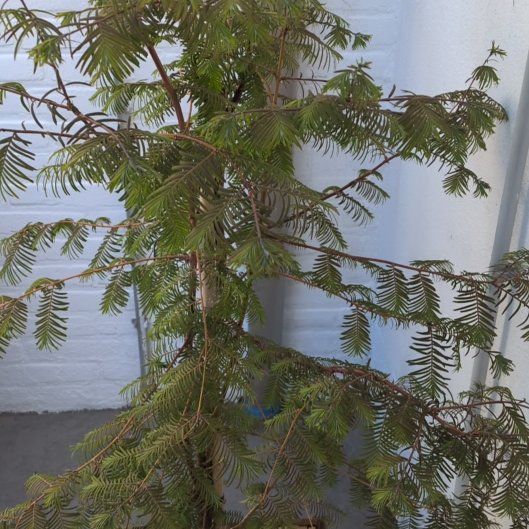 Photo of the plant species Dawn Redwood by @PeppyCoralspot named Khaleesi on Greg, the plant care app
