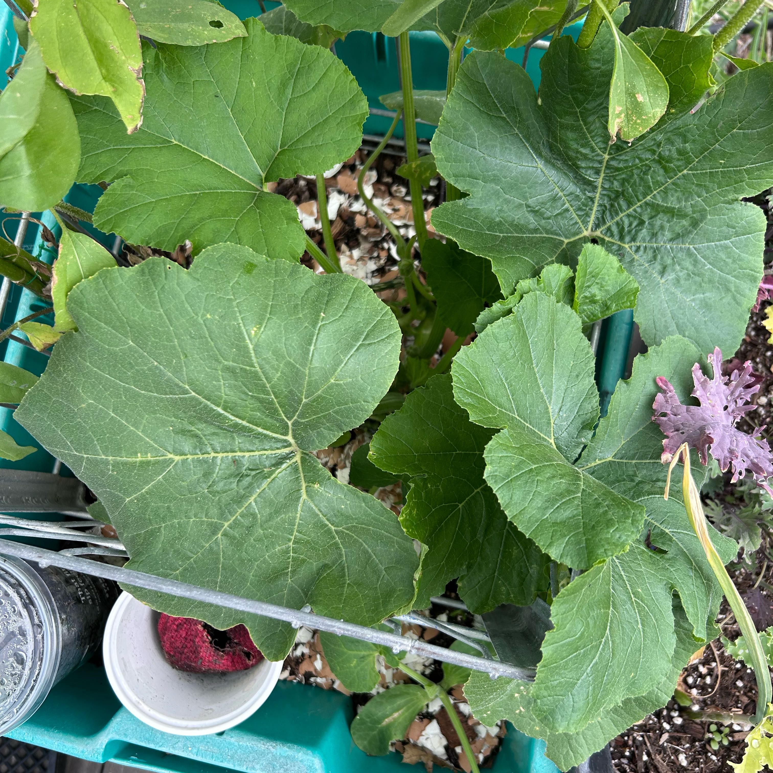 Photo of the plant species Pumpkin by @VipSeagrape69 named Sophomore Slumpkin on Greg, the plant care app