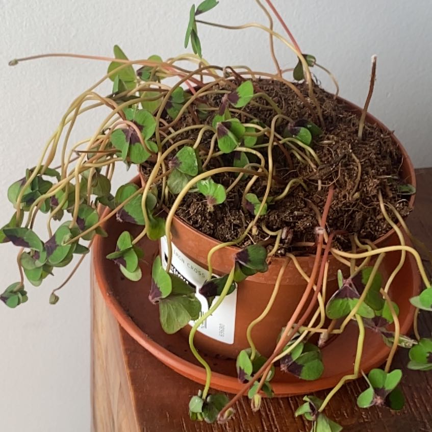 Photo of the plant species Iron Cross by @AngelicHedera named Stella on Greg, the plant care app