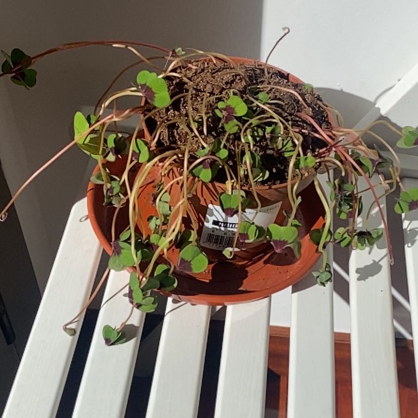 Photo of the plant species Iron Cross by @AngelicHedera named Bieber on Greg, the plant care app