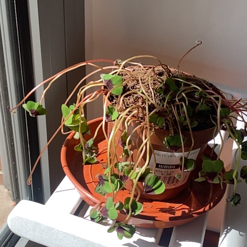 Photo of the plant species Iron Cross by @AngelicHedera named Maya on Greg, the plant care app