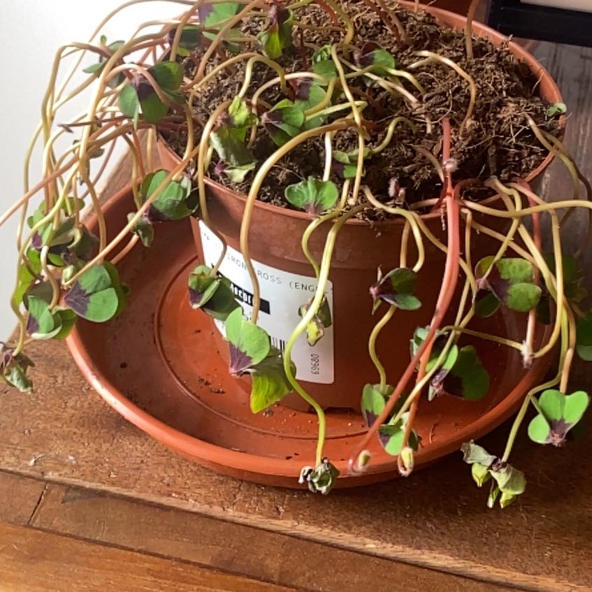 Photo of the plant species Iron Cross by @AngelicHedera named Bigleef Smalls on Greg, the plant care app