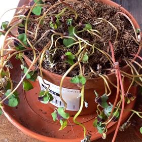 Photo of the plant species Iron Cross by @AngelicHedera named Rihanna on Greg, the plant care app