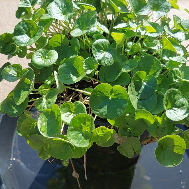 Photo of the plant species Emerald Falls Dichondra by @ordicanary named Austen on Greg, the plant care app
