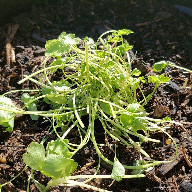 Photo of the plant species Italian Parsley by @ordicanary named Mollie on Greg, the plant care app