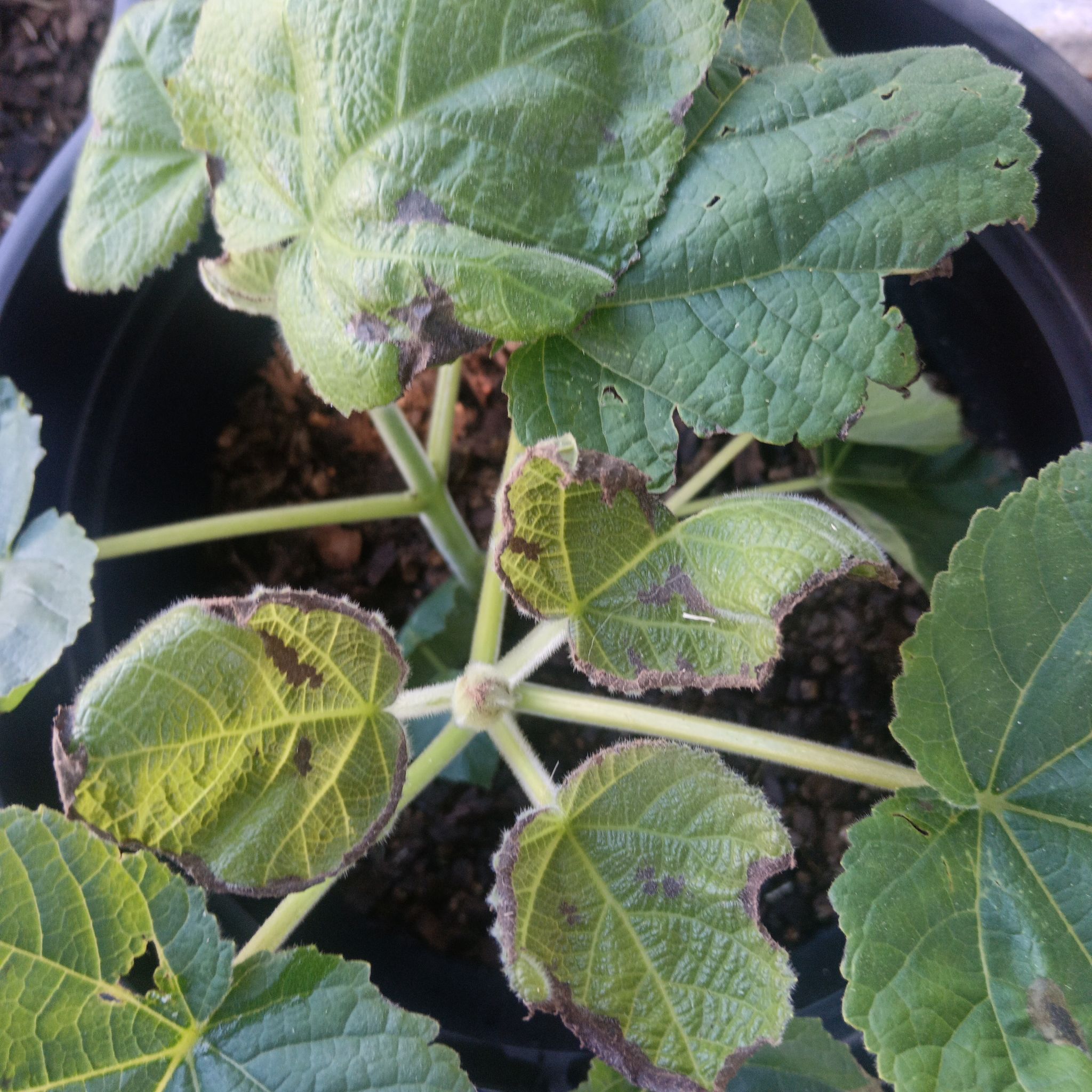 Photo of the plant species Empress Tree by @LucentMedeola83 named Planty on Greg, the plant care app