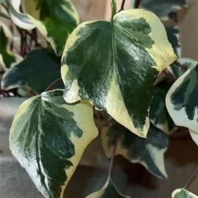 Photo of the plant species Variegated Algerian Ivy by @GemCoralspot71 named Oscar on Greg, the plant care app