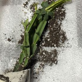 Photo of the plant species Adamant Creeper by @SavoryLychee2 named Pax on Greg, the plant care app