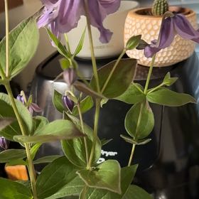 Photo of the plant species Stand By Me Lavender Clematis by @GroovyRedflax8 named Sage on Greg, the plant care app