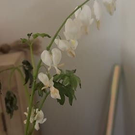 Photo of the plant species Bleeding Heart by @GroovyRedflax8 named Scarlett on Greg, the plant care app