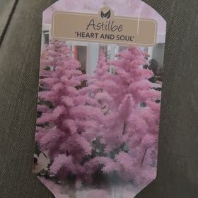 Photo of the plant species Astilbe 'Pink' by @GroovyRedflax8 named Mando on Greg, the plant care app