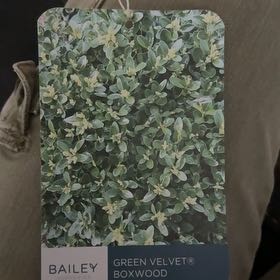 Photo of the plant species Green Velvet Boxwood by @GroovyRedflax8 named Naomi on Greg, the plant care app