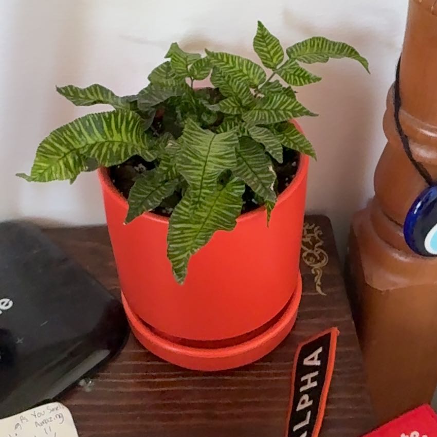 Photo of the plant species Golden Zebra Fern by @GlamorousTutu70 named Dolores on Greg, the plant care app