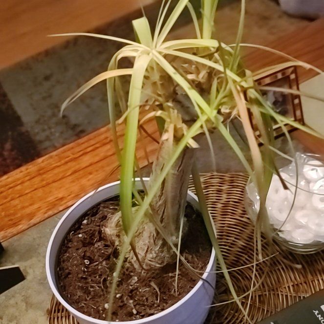 Photo of the plant species Umbrella Papyrus by @EclecticChamisa named Bella on Greg, the plant care app