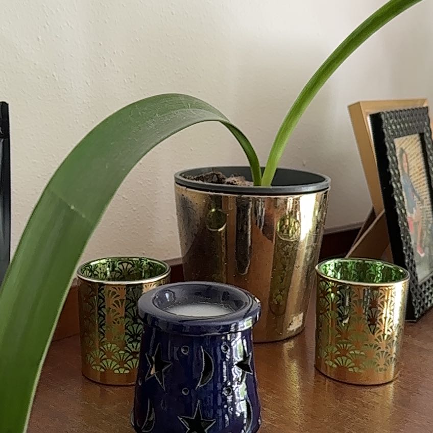 Photo of the plant species Amaryllis by @HipBoneset70 named Amaryllis2 on Greg, the plant care app