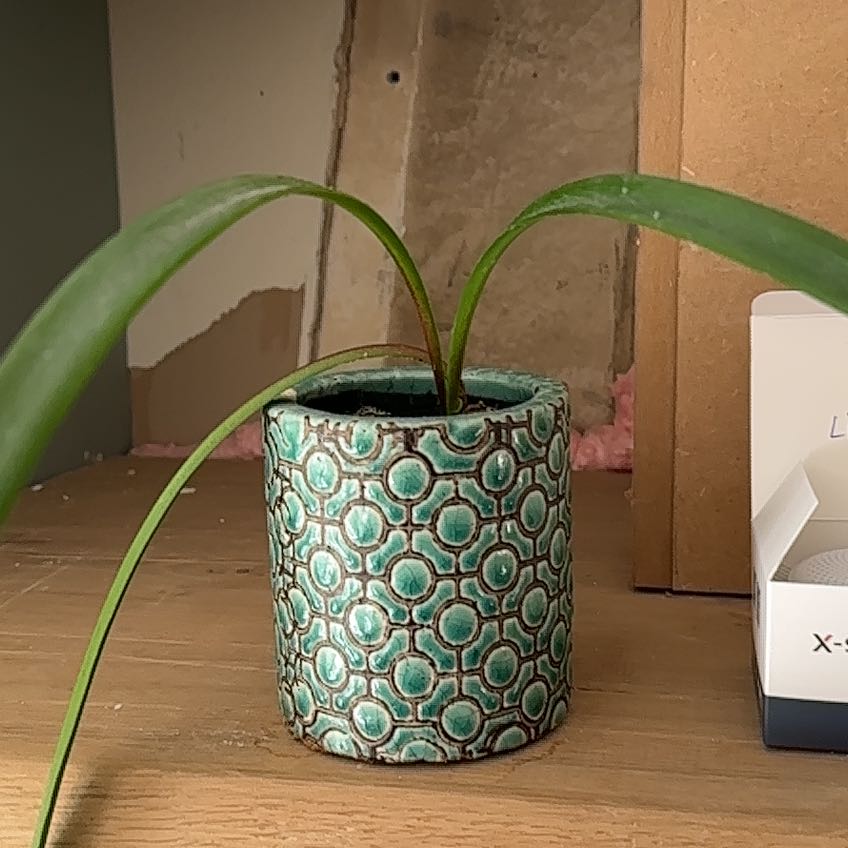 Photo of the plant species Amaryllis by @HipBoneset70 named Amaryllis1 on Greg, the plant care app