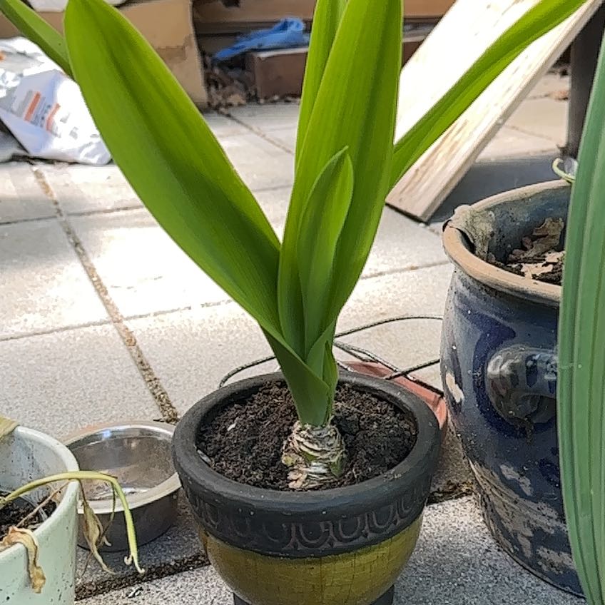 Photo of the plant species ornithogalum by @HipBoneset70 named Vogelmelk on Greg, the plant care app