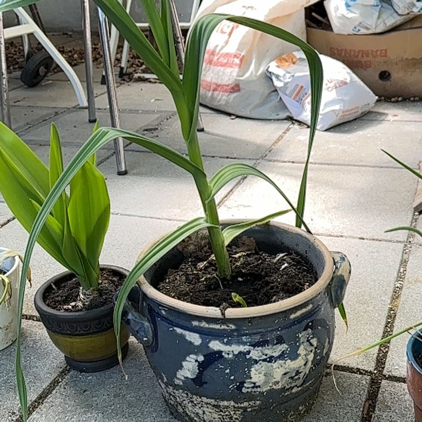 Photo of the plant species Elephant Garlic by @HipBoneset70 named Olifantenlook on Greg, the plant care app
