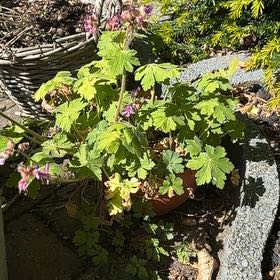 Photo of the plant species Bigroot Geranium by @HipBoneset70 named Rotsooievaarsbek on Greg, the plant care app