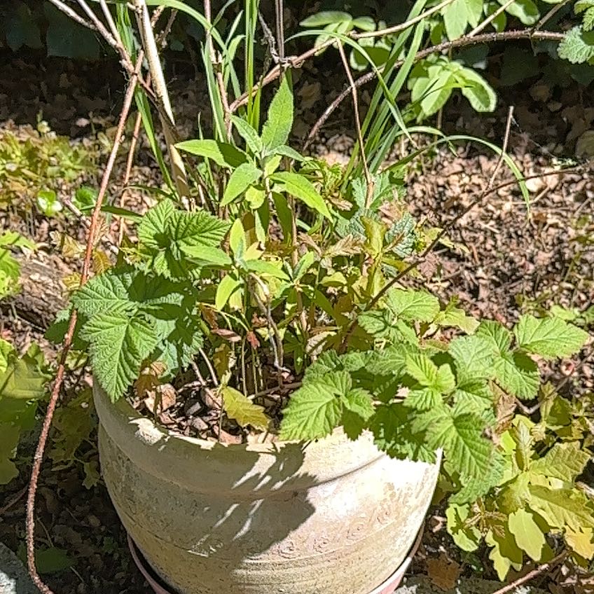 Photo of the plant species European Red Raspberry by @HipBoneset70 named Frambraam on Greg, the plant care app