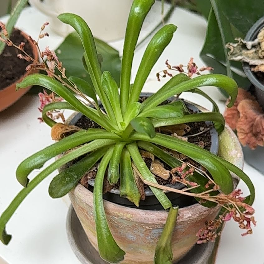 Photo of the plant species Cliff Maids by @HipBoneset70 named Bitterkruid on Greg, the plant care app
