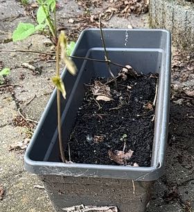 Photo of the plant species Soso Yam by @HipBoneset70 named Yam on Greg, the plant care app