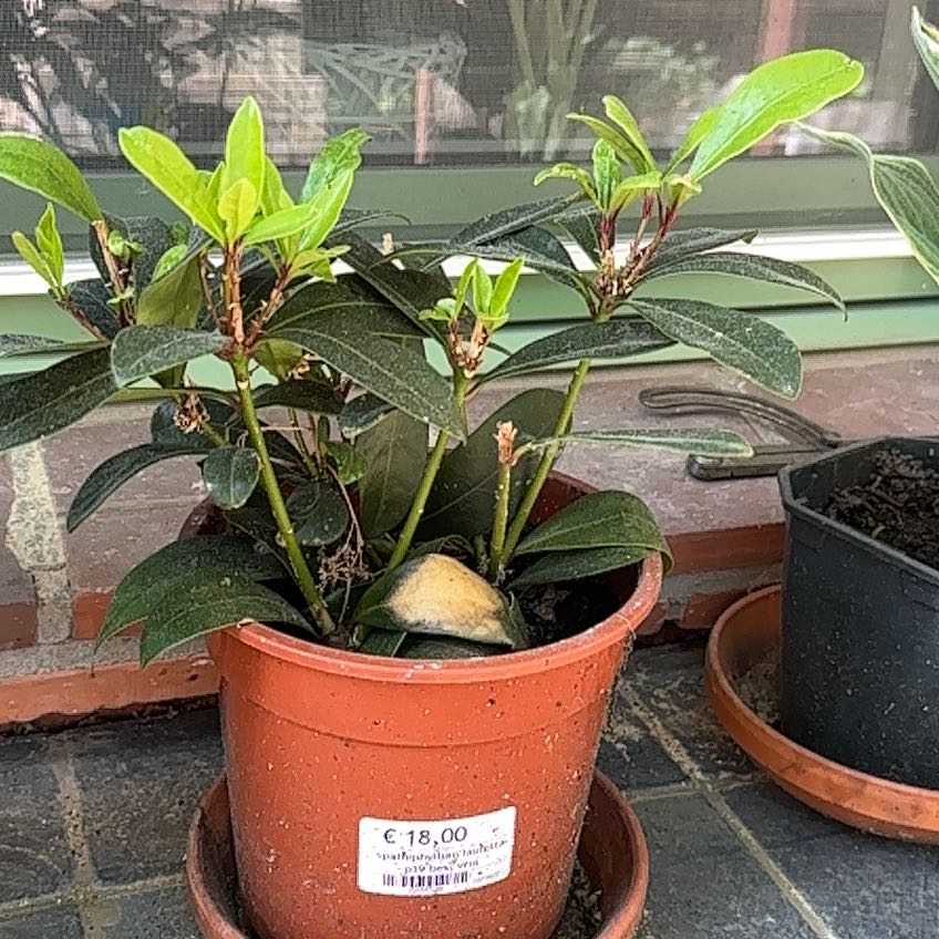 Photo of the plant species Japanese Skimmia by @HipBoneset70 named Skimmia on Greg, the plant care app