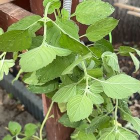 Photo of the plant species Watermint by @HipBoneset70 named Watermunt on Greg, the plant care app