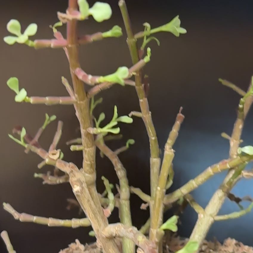 Photo of the plant species Juniper Mistletoe by @InspiringHope23 named Hemingway on Greg, the plant care app