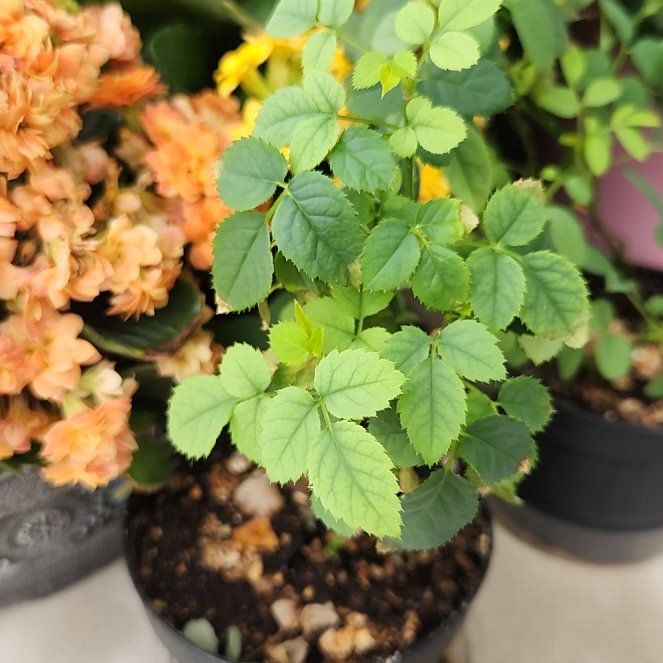 Photo of the plant species Multiflora Rose by @SupermanHoya65 named Surya on Greg, the plant care app