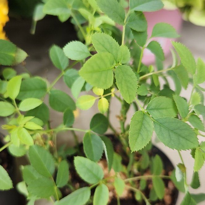 Photo of the plant species California Wildrose by @SupermanHoya65 named Marley on Greg, the plant care app