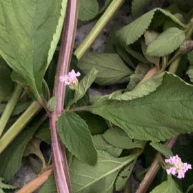 Photo of the plant species Mint by @ChummyBaybean33 named Daphne on Greg, the plant care app