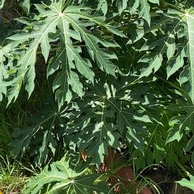 Photo of the plant species Papaya by @ChummyBaybean33 named Queen on Greg, the plant care app