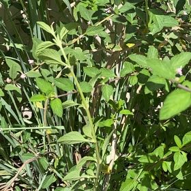 Photo of the plant species Peppermint by @ChummyBaybean33 named Bruce Lee on Greg, the plant care app