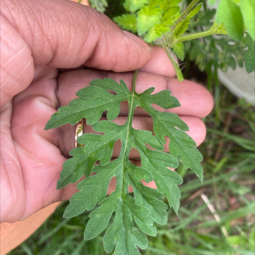 Photo of the plant species Annual Ragweed by @ChummyBaybean33 named Gregarious on Greg, the plant care app