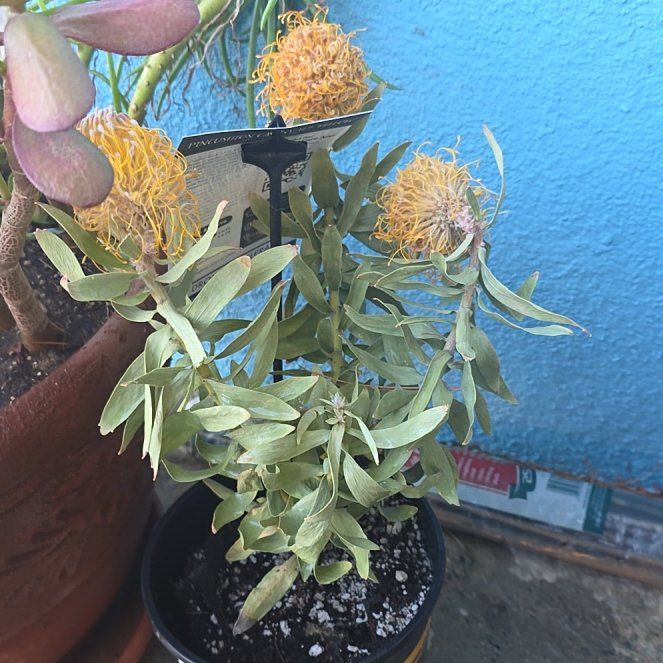 Photo of the plant species Red Pincushion-Protea by @GemSaguaro54 named Karlas birthday plant on Greg, the plant care app