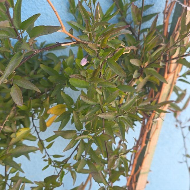 Photo of the plant species Potato Vine by @GemSaguaro54 named Mochi on Greg, the plant care app