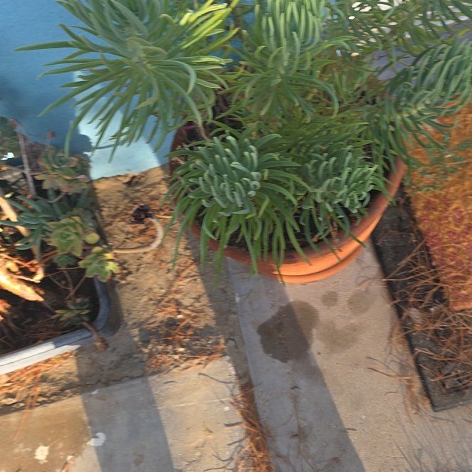 Photo of the plant species Albanian Spurge by @GemSaguaro54 named Rainier on Greg, the plant care app